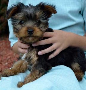 Teacup Akc Yorkie Puppies Text : (***) ***-***0