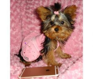 Tiny Tcup Female Yorkie --