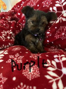 Yorkshire Terrier Puppies for sale in Keysville, VA 23947, USA. price: $900