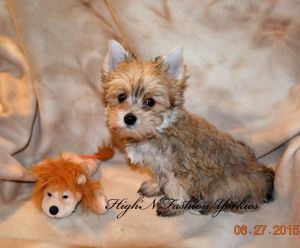 Beautiful Blond Female Yorkie