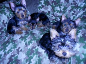 Yorkshire Terrier Puppies for sale in Greensburg, PA 15601, USA. price: $800