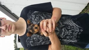 Tiny Yorkie Girl