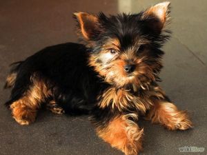 Amazing Yorkshire Terrier puppy!