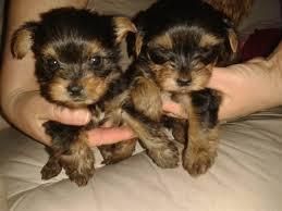 Male and Female teacup Yorkshire Terrier