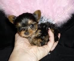 Charming Yorkie Puppies(***) ***-***5