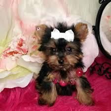Cute Yorkie Puppies For R-homing