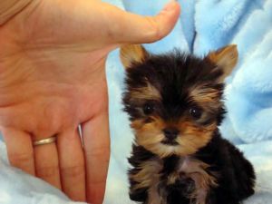 Affectionate Yorkie Puppies For Sale