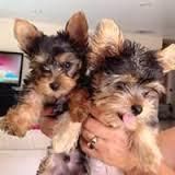ACA Yorkshire Terrier Puppy