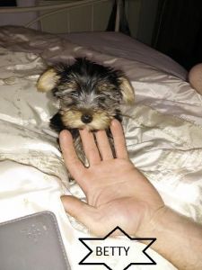Miniature Yorkshire Terriers
