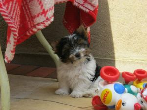 Biewer Yorkshire Terrier Little Boy Faro