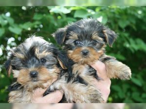 Male And Female Yorkie Puppies Text ***
