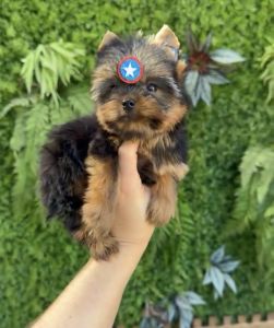 Nearby Yorkies For Sale