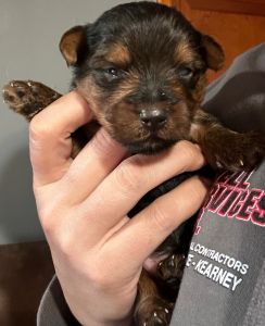 Yorkie puppies