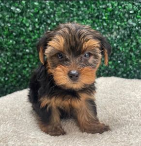Adorable Healthy Teacup Yorkie Puppies