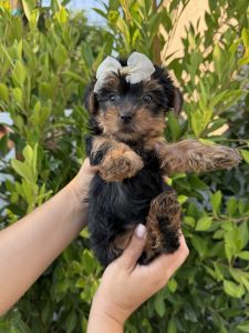 Adorable Yorkie Puppies