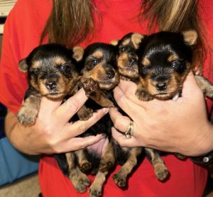 Yorkie Puppies