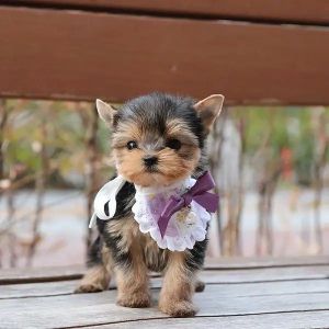 Cute adorable Teacup Yorkie Puppies