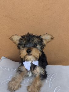 Male Yorkie puppy available