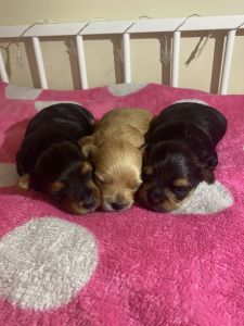 Yorkie puppies