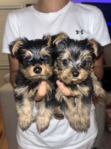 Male Yorkie