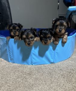 3 male yorkies