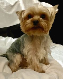 Gorgeous 4 year old male Yorky