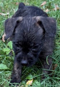 French bulldog Yorky mix