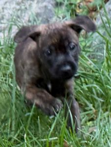 French bulldog Yorky mix