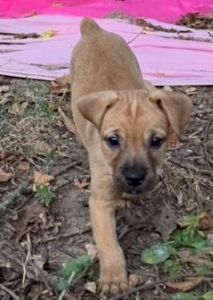 French bulldog & Yorkie mix