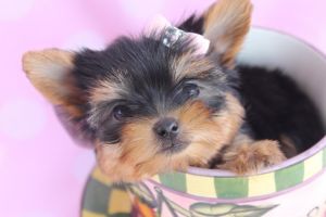 Purebred Tiny Teacup Yorkie Puppies(***) ***-***8