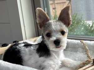 Gorgeous Parti Yorkshire Terrier Yorkie