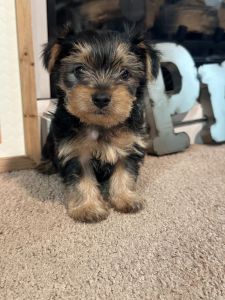 Male yorkie