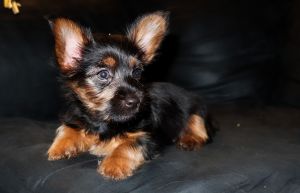 Two male yorkie puppies