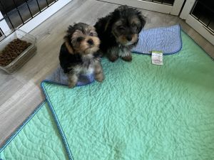 Yorkshire Terrier male puppies