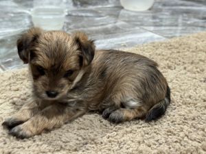 6 week old male Yorkie pup
