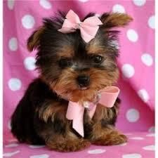 yorkie puppies available