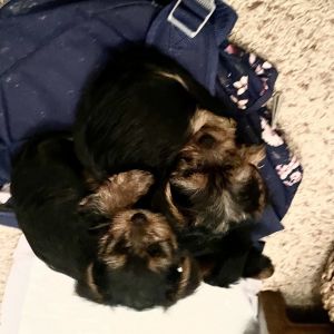 Registered Yorkshire puppies for sale