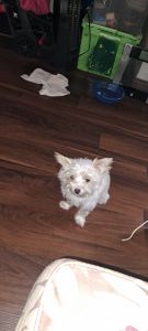 YORKIE MIX FOR SALE