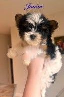 Yorkshire Biewer terrier