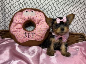 Tea Cup Yorkie Puppy