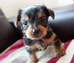 Adorable Teacup Yorkie Puppies***