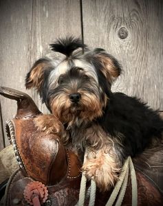 Male Yorkie