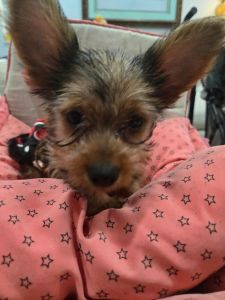 Tuty loving Yorkie puppy