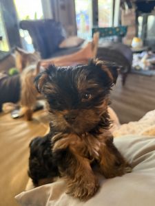 Sweet little Yorkie Boy