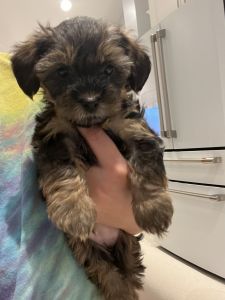 🐾 ADORABLE YORKIPOO PUPPIES FOR SALE! 🐾
