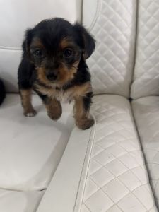 Yorkie terriers for sale!!!!!