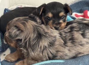 AKC female Yorkie puppy