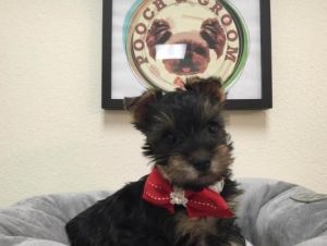 Bueatiful Yorkshire For Sale***