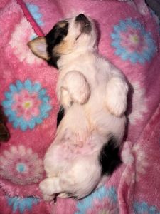 AdorableLoveableYorkies