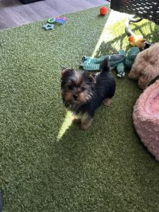 Yorkshire Terrier Male Dog